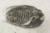 Bargain, Cornuproetus Trilobite Fossil - Morocco #119833-2